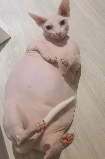 Стикер yarbaleevmonako - 1