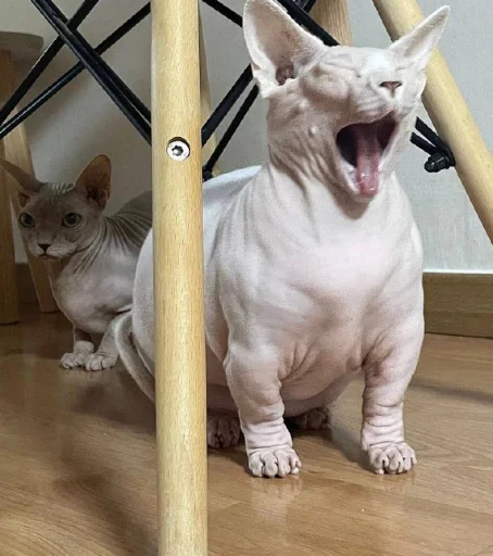 Стикер yarbaleevmonako - 1