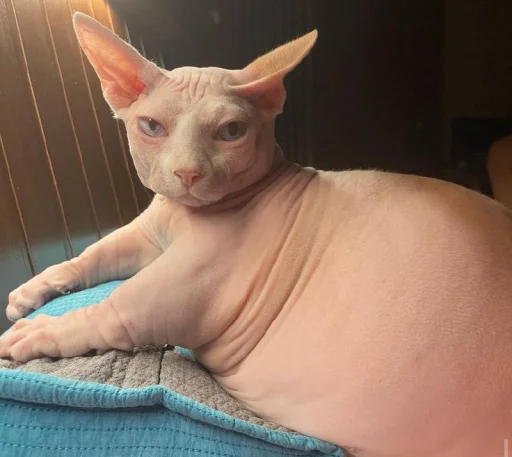 Стикер yarbaleevmonako - 1