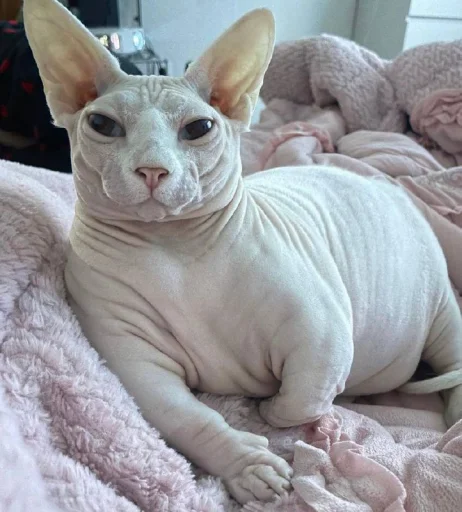 кошечка гламурная - 