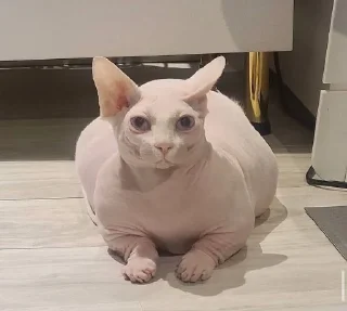 Стикер кошечка гламурная - 3