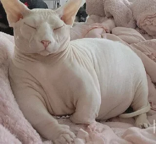 Стикер кошечка гламурная - 11