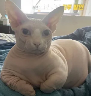 Стикер кошечка гламурная - 4