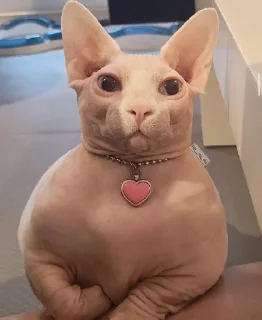 Стикер кошечка гламурная - 2