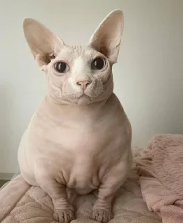 Стикер кошечка гламурная - 10