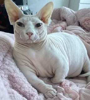 Стикер кошечка гламурная - 7