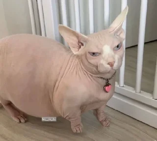 Стикер кошечка гламурная - 1