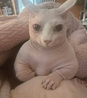 Стикер кошечка гламурная - 8