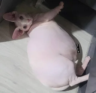 Стикер кошечка гламурная - 6