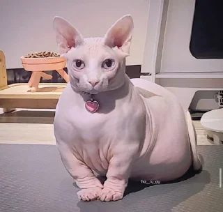 Стикер кошечка гламурная - 9