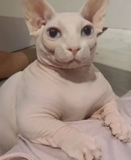 Стикер кошечка гламурная - 5