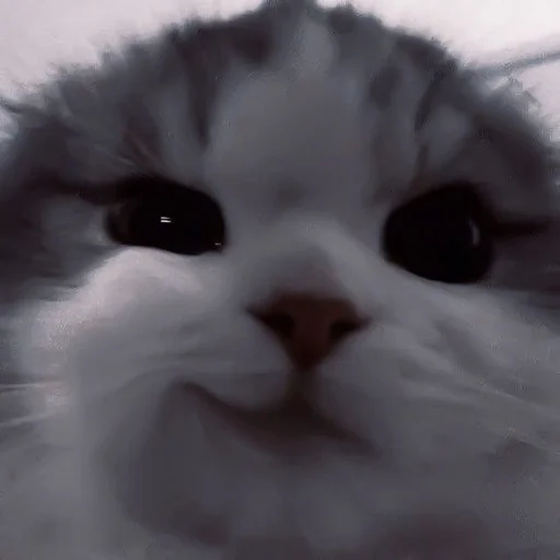 млекопитающее животное кошка