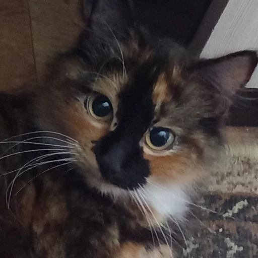 Sticker гыча - 10