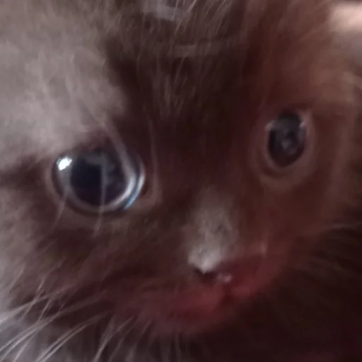 Sticker гыча - 6