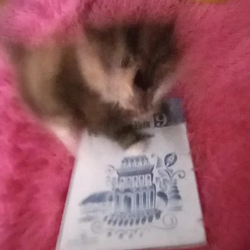 Sticker гыча - 5