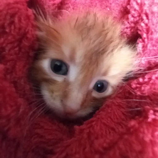 Sticker гыча - 0