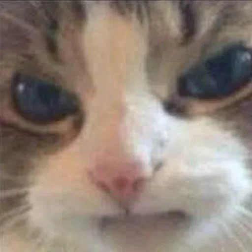 Стикер oyo @yeahwhn - 8