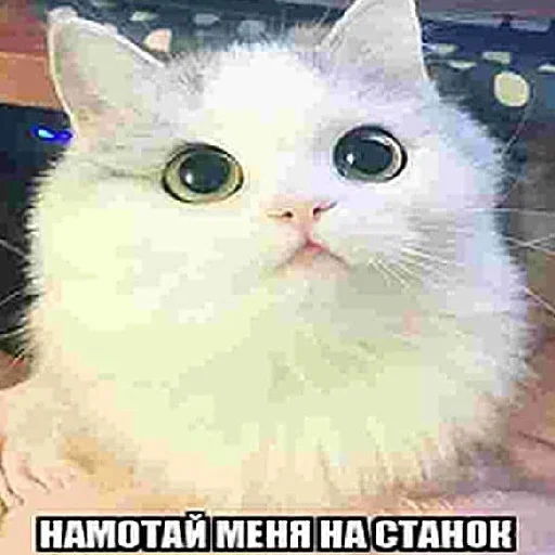 твоя мать шлюха - 