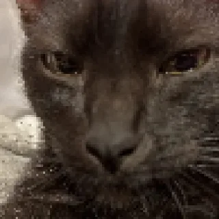 Sticker твоя мать шлюха - 9