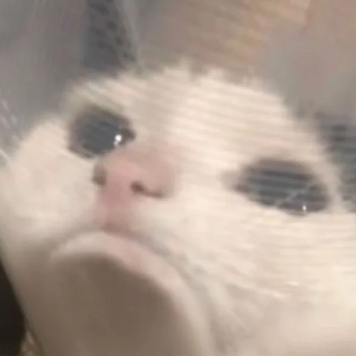 Sticker yebla_kotov - 1