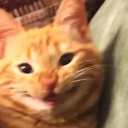 Sticker yebla_kotov - 1