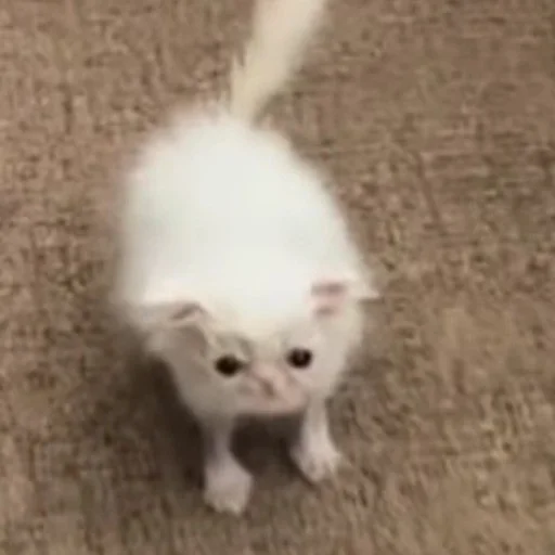 Стикер yebla_kotov - 1