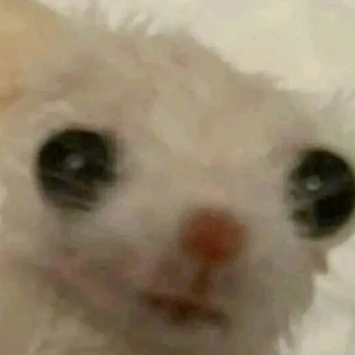 Стикер yebla_kotov - 1