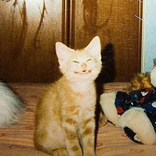 Смешные ебла котов - 