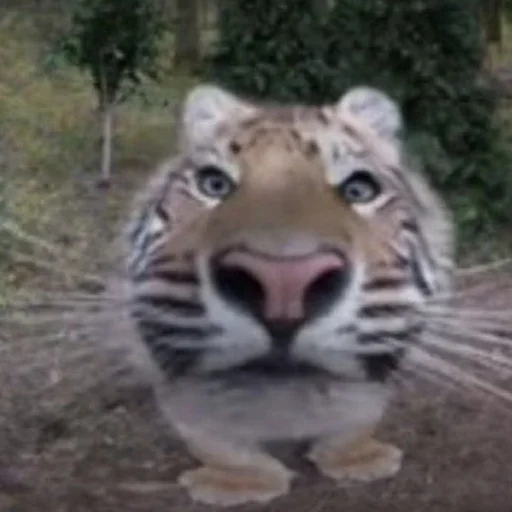 Sticker yebla_kotov - 1