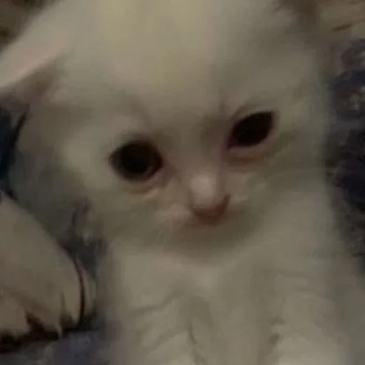 Sticker yebla_kotov - 1