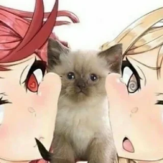 Стикер Смешные ебла котов - 3