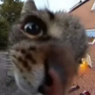 Стикер Смешные ебла котов - 6