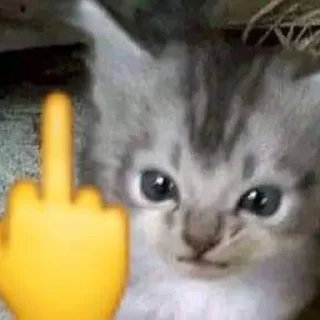 Стикер Смешные ебла котов - 5