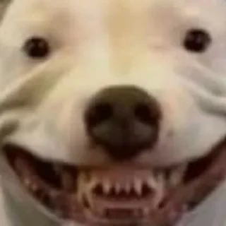 Стикер Смешные ебла котов - 9