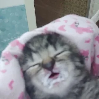 Стикер Смешные ебла котов - 1