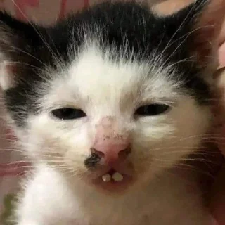 Стикер Смешные ебла котов - 4