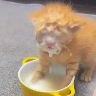 Стикер Смешные ебла котов - 2