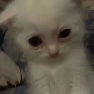 Стикер Смешные ебла котов - 10