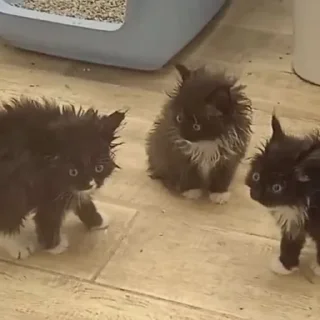 Стикер Смешные ебла котов - 11