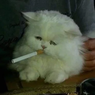 Стикер Смешные ебла котов - 8