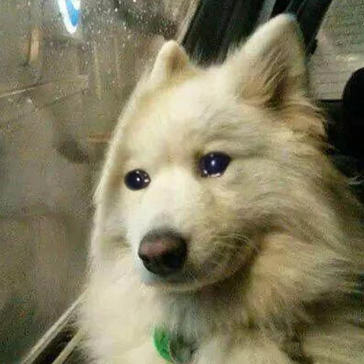 Sad Yeds - животное