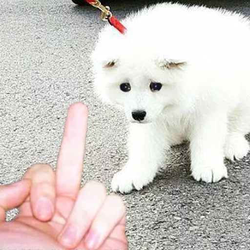 животное млекопитающее собака