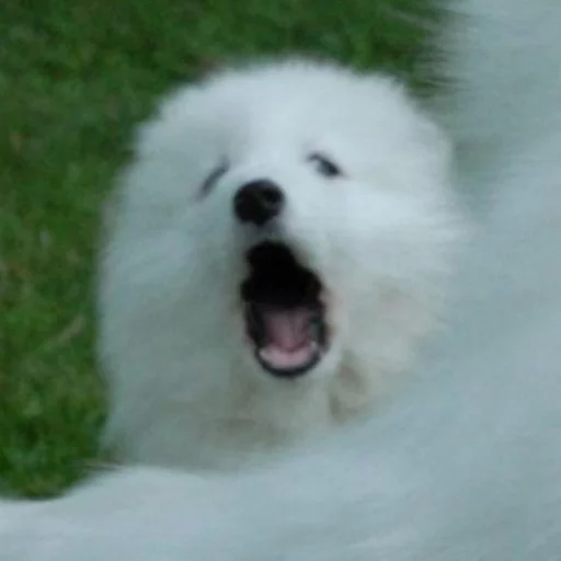 животное млекопитающее собака