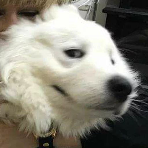 млекопитающее животное собака