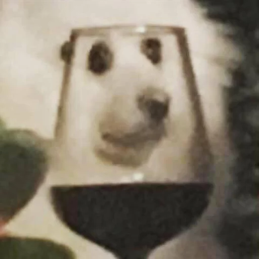 животное млекопитающее Белый