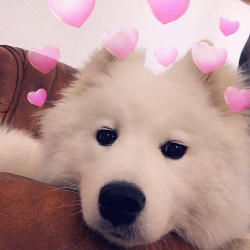 млекопитающее животное собака