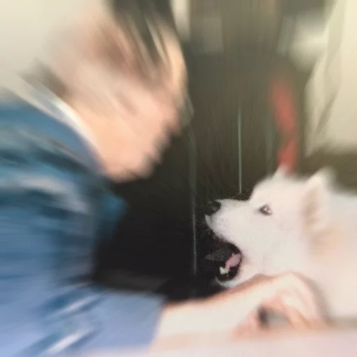 животное Человек домашнее животное