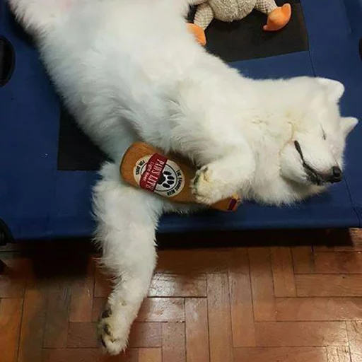 животное комнатный домашнее животное