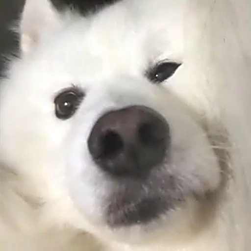 животное млекопитающее собака