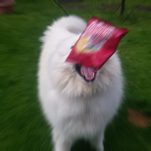 трава животное домашнее животное